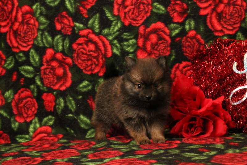 puppy, for, sale, Pomeranian, Matthew B. Stoltzfus, dog, breeder, Gap, PA, dog-breeder, puppy-for-sale, forsale, nearby, find, puppyfind, locator, puppylocator, aca